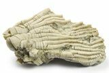 Fossil Crinoid (Zeacrinites) Crown - llinois #269775-1